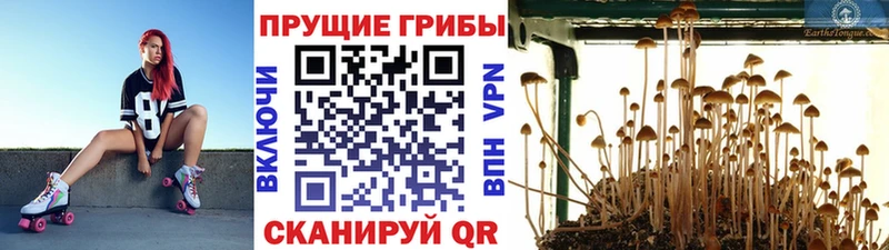 Псилоцибиновые грибы MAGIC MUSHROOMS  купить   Щёлкино 